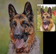 Portrait Major